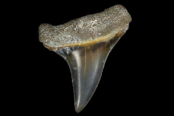 Fossil Mako (Isurus) Tooth - Bone Valley, Florida #113859